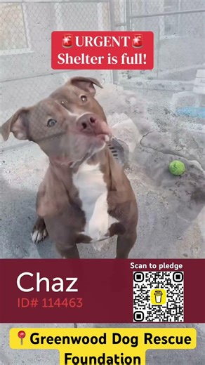 SAFE 🎉🎉🚨 URGENT 🚨Chaz needs out NOW. The shelter is full and dogs are at risk.Chaz is a 5 year …