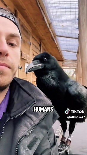 If You Touch a Raven’s Beak: Surprising Raven Behavior