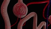 This video shows the kidney Nephron activity