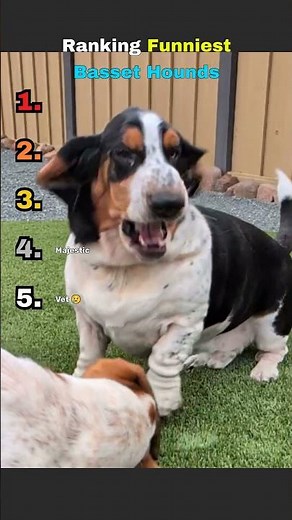 Top 5 Funniest Basset Hound Moments Ranked! 😂🐶 #shorts #dog #bassethounds #funny
