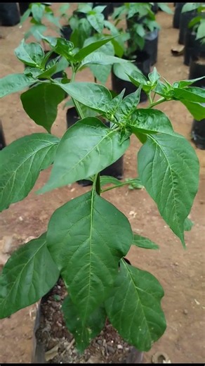 Backyard Gardening for Beginners | Grow Fresh Food at Home #mybackyardgarden