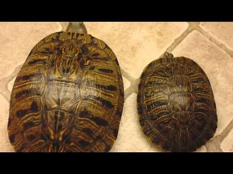 How to tell if your turtle is male or female