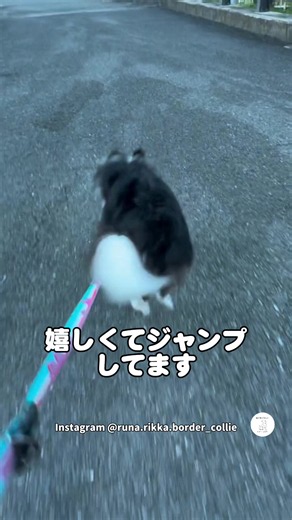 ジャンプしてお散歩する犬が可愛い｜ボーダーコリー散歩動画
