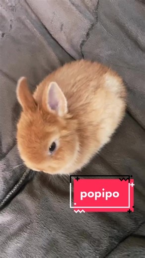 Cute Hatsune Miku Popipo Bunny Dance