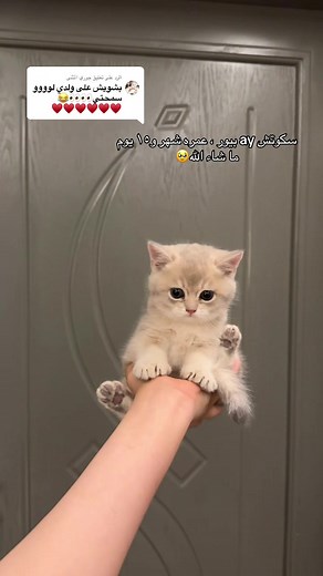 ‏الرد على @جوري المثنى معه شهادة نسب من منظمة القطط العالميه wcf