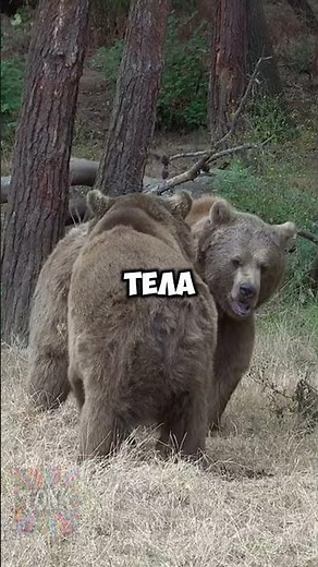 🐻 WHY DO BEARS HIBIT IN WINTER? #short #animals