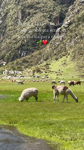 La sierra peruana y sus hermosos animales