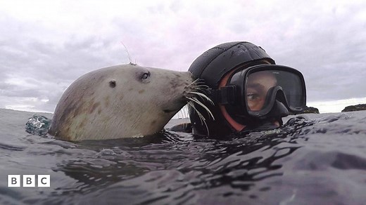 Why this clapping seal is a big deal