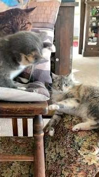 Cat Slapping Contest