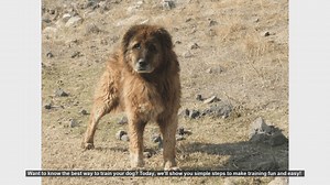 Easy and Fun Dog Training Tips: Step-by-Step Guide