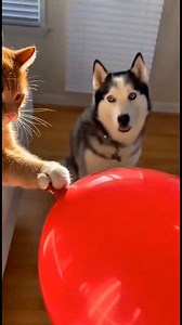 2.2M views · 55K reactions | "Husky.exe has stopped working"藍藍藍#FunnyDog #CatVsDog #SAI #SOM #reelsviralシfb #reelviralシ #reelsfypシ | MeowLab | Facebook