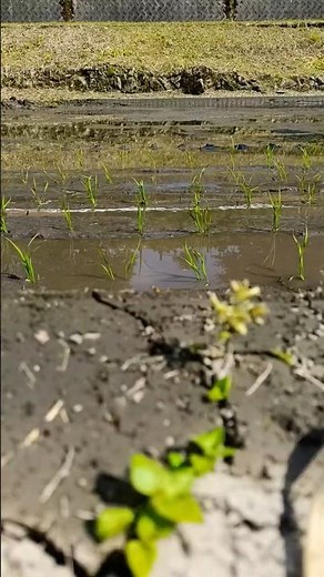 田植えの合間にアイアンゴーレム召喚 #minecraft