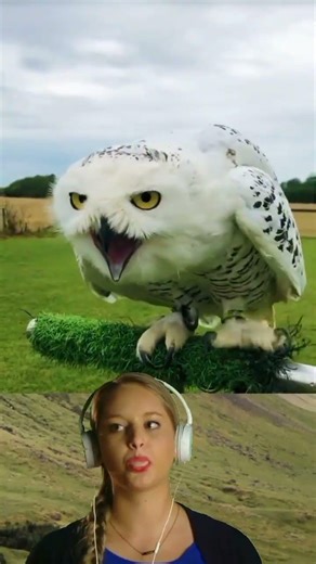 A soft and adorable snowy owl_4