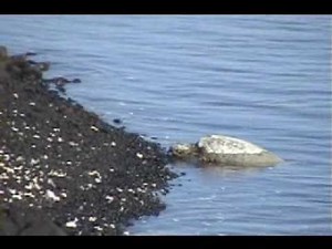 Hawaiian Green Sea Turtles: Honu of the Big Island