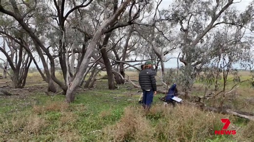 Trees in the Gwydir Wetlands near Moree - are helping scientists understand more about water and the climate. Some of the Coolabah and red river trees are more than 500 years old - and are slowly revealing how the floodplain was shaped around them. #7NewsRegional #7NewsNewEngland | 7NEWS New England
