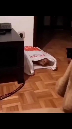 6.9K views · 114 reactions | Funny cat compilation 3  | Funniest And Craziest Videos | Facebook