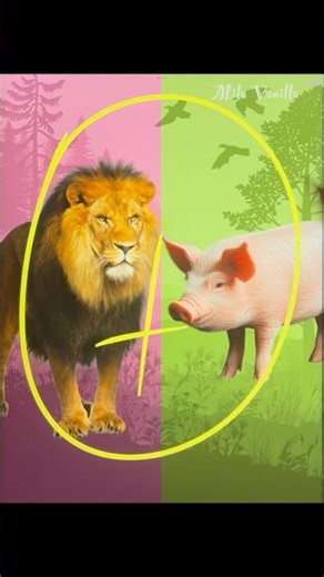 Lion 🦁 + Pig 🐷 =The Ultimate Hybrid Beast / Incredible animal fusion! #shorts #hybrids