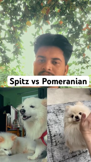 Pomeranian vs Spitz – Same Dog Ya Different #shorts II Jini The Labrador