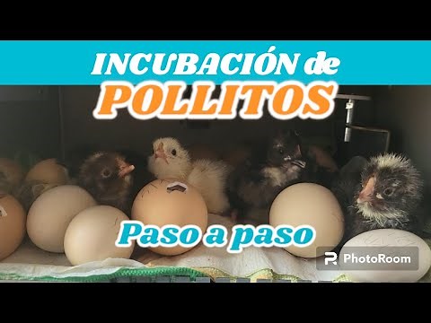 Incubadora de pollitos de gallina paso a paso. Proceso completo