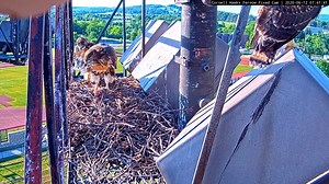 80K views · 1.3K reactions |  The first Red-tailed Hawk nestling...