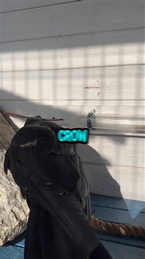 🧠🐦 Clever Crow: Solving Problems Like a Pro