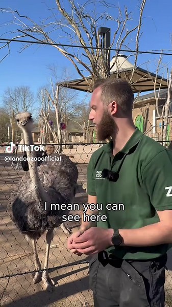 Caring for Ostriches at London Zoo