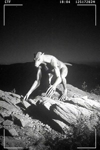 Trail camera footage—captured at 2:14 AM in a remote, high-altitude forest—shows a **baffling upright creature** emerging from the mist. It stands nearly five feet tall, moving steadily on **two powerful hind legs**, its posture eerily balanced between predator and observer. Its body is covered in coarse, dark fur, with the **muscular build of a wolf**, yet its face bears subtle marsupial traits: a shorter snout, large forward-facing eyes, and faint cheek ridges reminiscent of a quoll or Tasmani