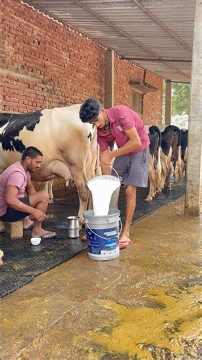 PLEASE SUBSCRIBE ME BHAI LOG🔥✅#cow #farming #trending #shortvideo #youtubevideo #explore