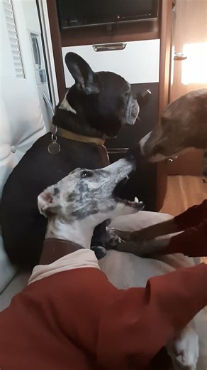 #vanlifevoyages LE DOUX RÉVEIL : whippets et bouledogue #whippet #chiens #campingcar