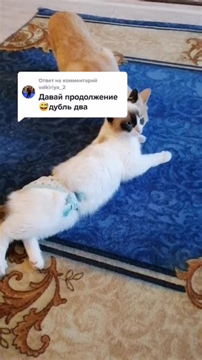 Light-Colored Cat in a Cute Diaper Playing Indoors