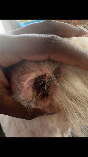 Before & After Say goodbye to excess ear hair and hello to a cleaner, fresher look 👂🏾✨ At Maranda’s Divine Canine Salon & Spa, our ear plucking service helps keep your pup comfortable, healthy, and feeling their best. Removing excess hair from the ear canal improves airflow and can help reduce buildup and irritation. Clean ears = happy dogs 🐶💛