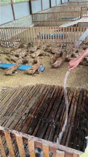 Simple Way to Clean a Duck Coop Fast