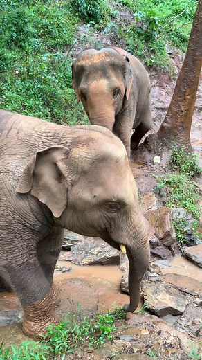 10K views · 354 reactions | Taw殺ep-4 | Bank Mahout | Facebook