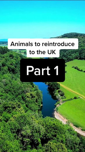 Reintroduce the Lynx to the UK! #foryou #foryoupage #animals #uk #ukanimals #lynx #rewilding