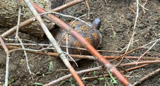 Cincinnati Zoo staff along with representatives from the Ohio Division of Wildlife gathered up 24 box turtles from a school courtyard in West Carrollton, Ohio. The school is slated for demolition after this school year, so the turtles- ranging from mature adults to recent hatchlings- needed new homes. Zoo vets will ensure they are in good health and will not pose any risks to wild populations in the habitats where they will be released. The Zoo’s reptile team will care for the turtles through fa