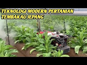 TEKNOLOGI PERTANIAN TEMBAKAU MODERN DI JEPANG