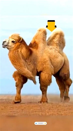 -30°c చలిలో కూడా జీవించే మాంగోలియన్ జీవి..🐫😲#education #science #animalbehavior#bactriancamel #viral