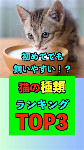 初めてでも飼いやすい！？『猫の種類ランキング』TOP3！！