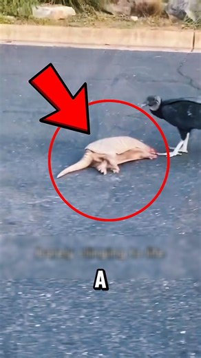 He Found Baby Armadillo Changed It's Life #shorts #animals #armadillo