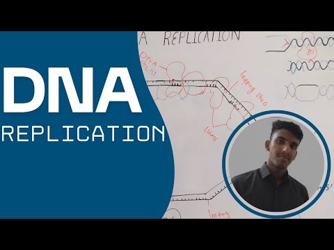 DNA Replication Full Mechanism Explained