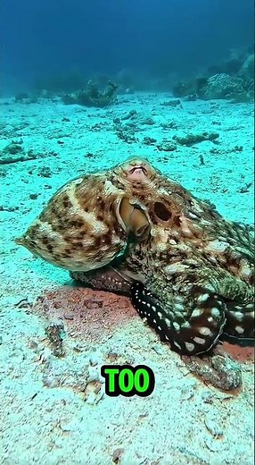 The Octopus That Disappears in Seconds! 🐙 | Nature’s Ultimate Camouflage Master