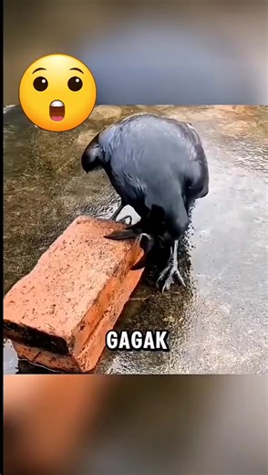 Genius Crow Cracks Walnut Using Cars on Highway!