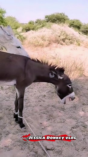 Understanding Black Donkey Breeding Practices