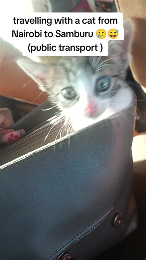 i had to 🥲😅💔 #cat | cat