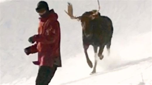 VIDEO: Breckenridge Skiers Chased By Galloping Moose