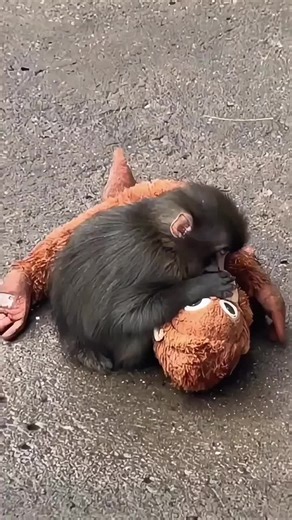 Even the most curious little explorers need a break. #animallover #animalfacts ##facts #animals #trending