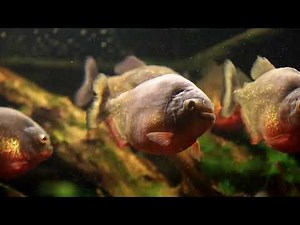 Unit 2 Lesson 5 Read-Aloud: Fish: Fins and Gills