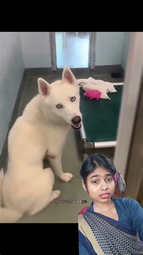 This dog 🐕 so lucky she is adopted 🥺#sad #animals #kids #dog #shortvideo