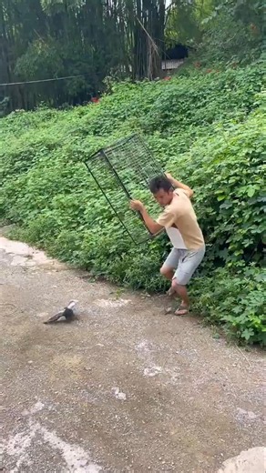 🪤 Pigeons Walk In by Themselves! 🕊️ Amazing One-Way Trap 😱 #birds #pigeon #cage