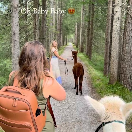 alpaca.lovers on Instagram: "🎬 Press play for today’s highlight! ✦⋅˚₊⊹⋆☁︎⋆⊹₊˚⋅✦ 📷Credit: @alpakahof_tegernsee Ownership stays with the original makers. I’m not claiming any rights. Message me if you’d like credit or removal. ⋆⁺₊⋆⟡⋆₊⁺⋆ ⟡─────⟡ #alpaca #alpacasso #alpacalove #alpacalovers #alpacatoday #alpacalove #alpacalover #alpacasso #alpacaofinstagram #alpacafun #alpacasofinsta #usa 🦙 #alpacadotgram #usa #trending 💥 #babyalpaca"